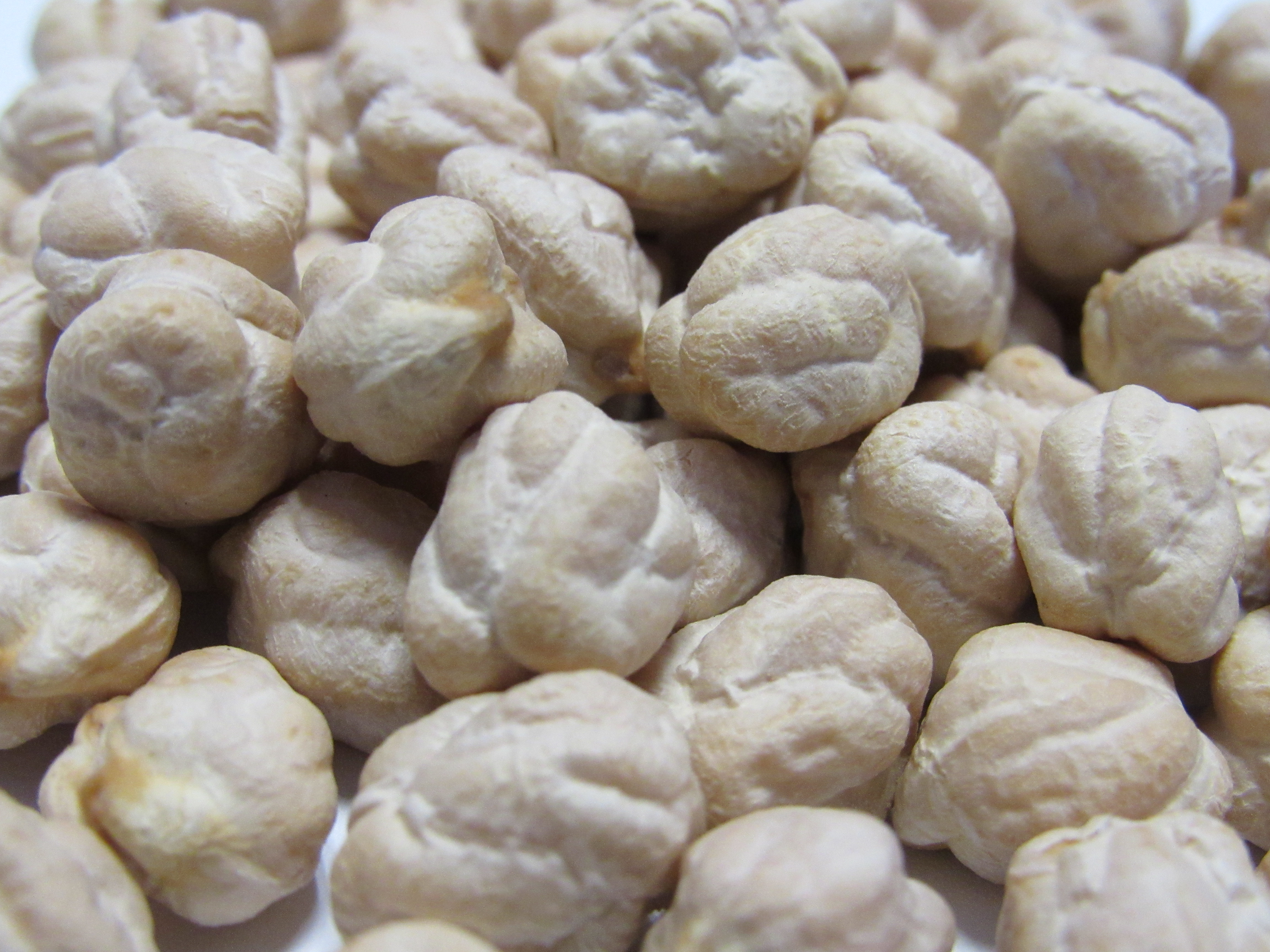 Sagarhpa invita al XIII Simposio Nacional de Garbanzo